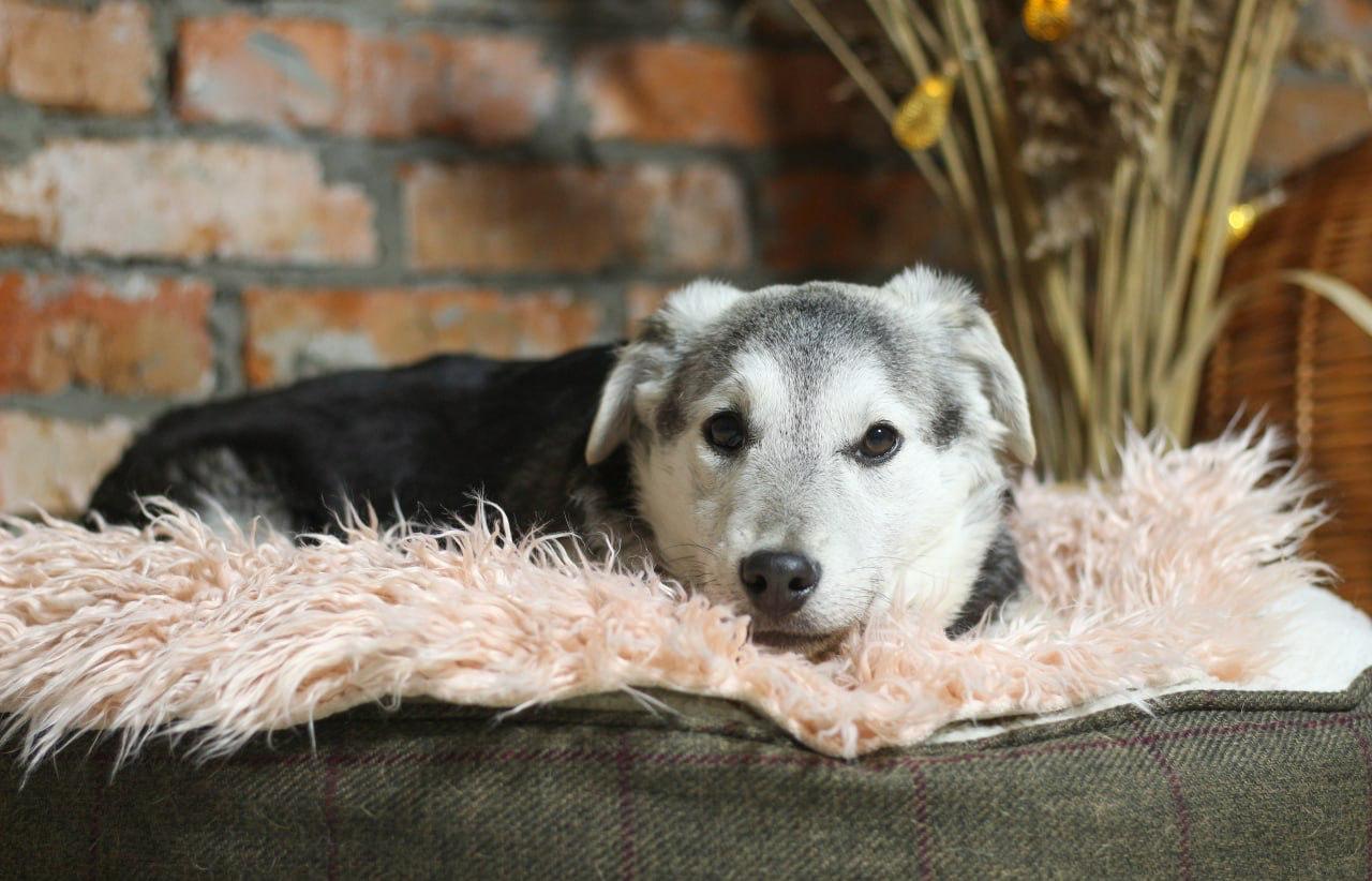 Chiens à adopter